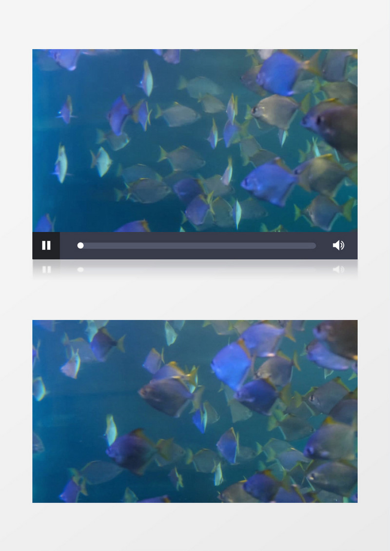 一群热带鱼在穿梭游走实拍视频素材