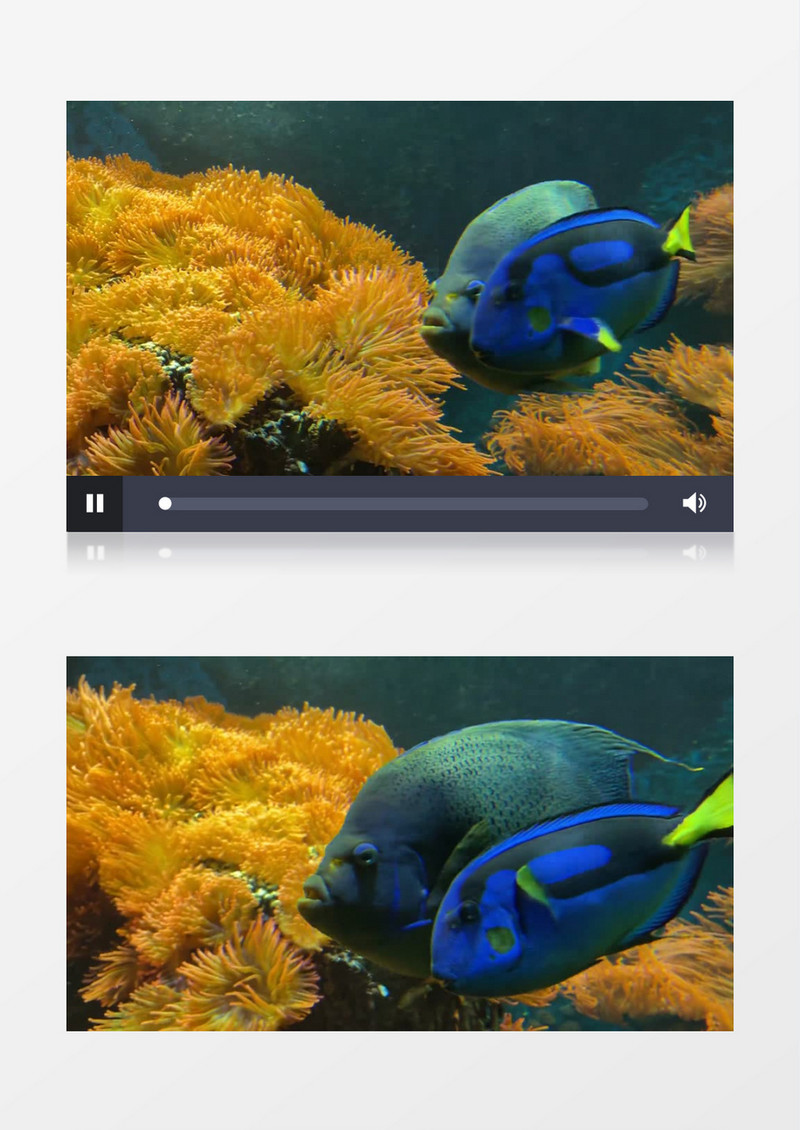 一条神仙鱼在水中不断穿梭实拍视频素材