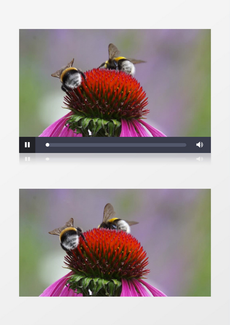 两只毛蜜蜂在花朵上采蜜实拍视频素材