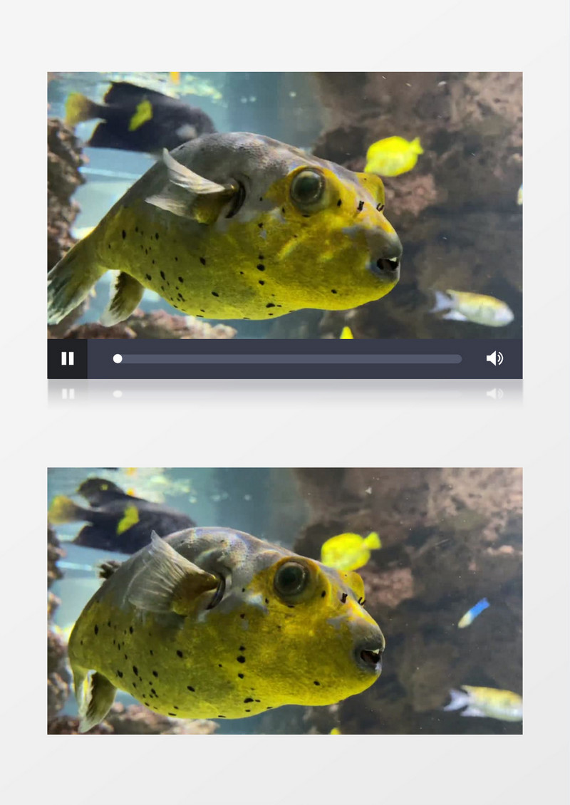 一只河豚在水中游走实拍视频素材