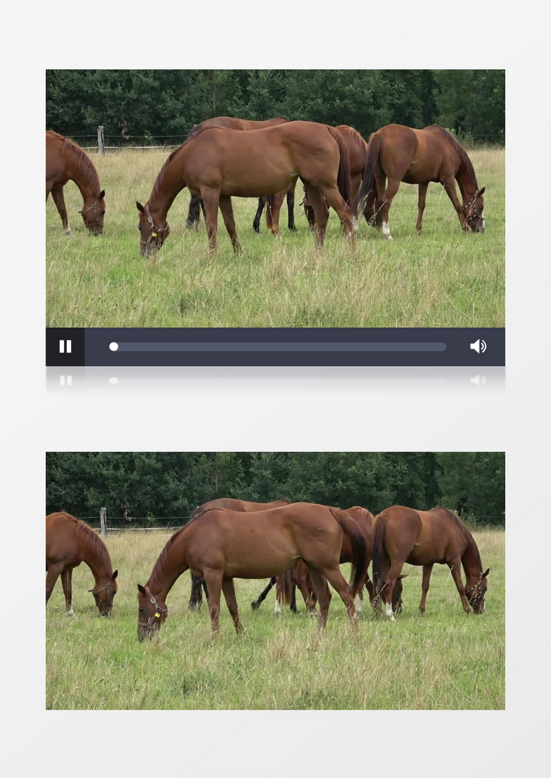 一群马在草地上吃草实拍视频素材