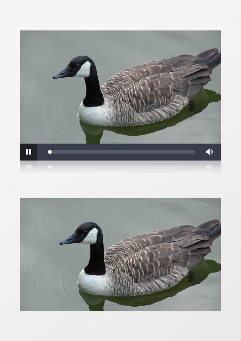 一只黑雁在水面游走了实拍视频素材