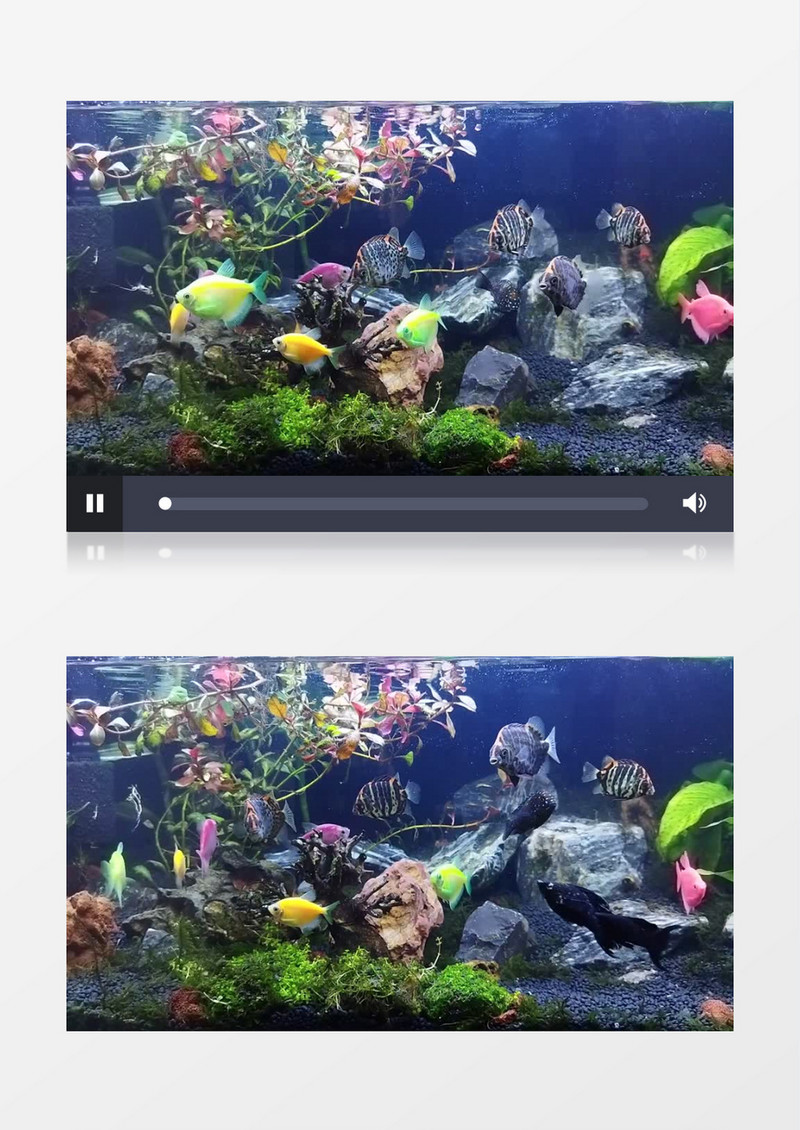鱼缸里各种颜色的鱼在游泳实拍视频素材