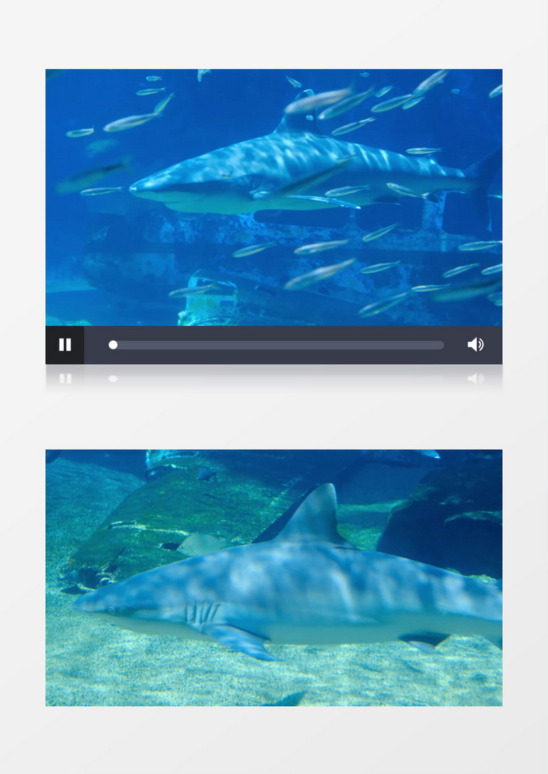 几只鲨鱼和鱼群在水中游行实拍视频素材