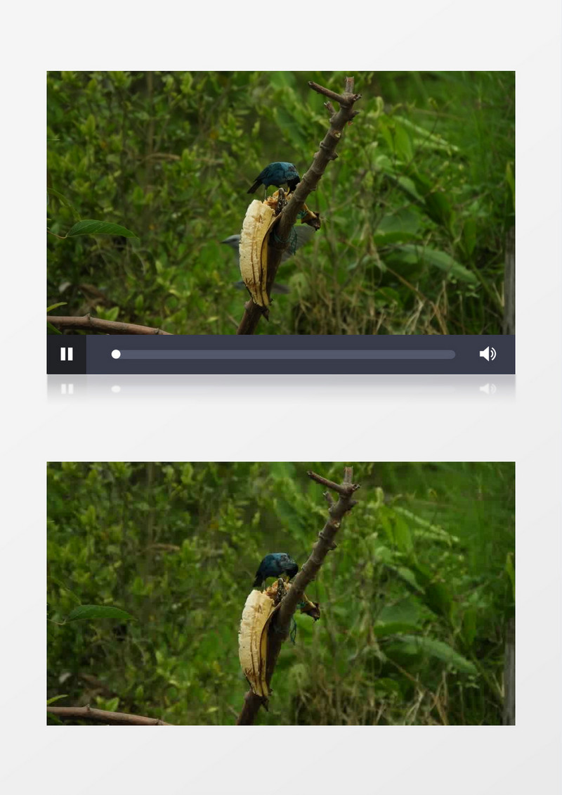 一只小鸟在吃挂在树枝上的香蕉实拍视频素材
