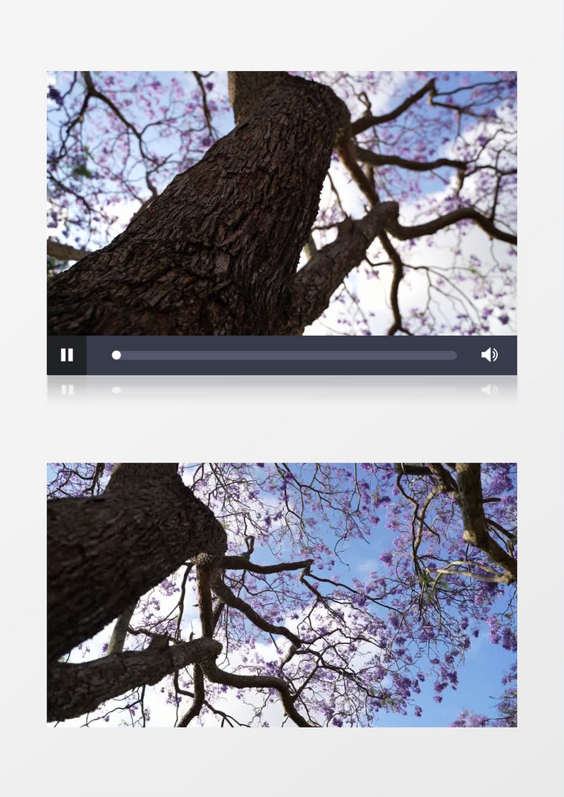 高耸入云的紫色樱花树实拍视频素材