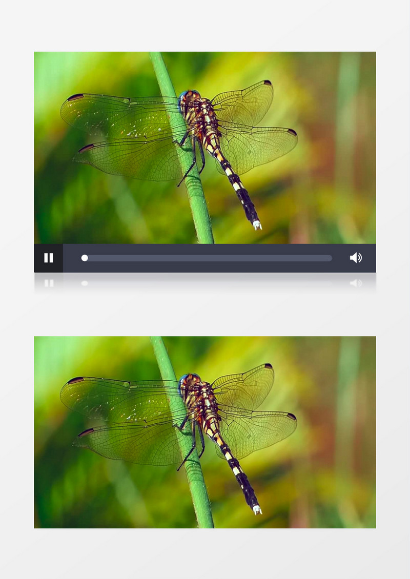 一只蜻蜓趴在枝干上觅食实拍视频素材