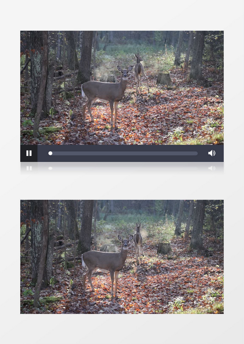 两只小鹿在树林中跺脚实拍视频素材