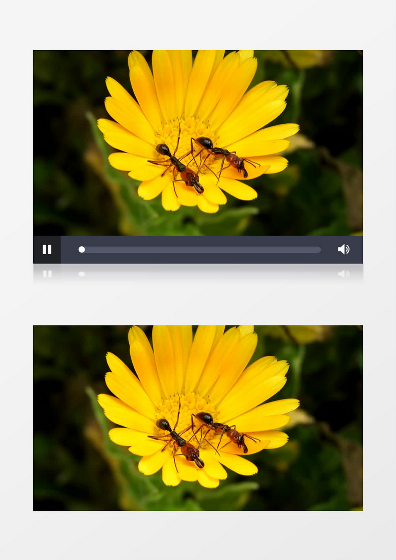 两只蚂蚁在花蕊上觅食实拍视频素材