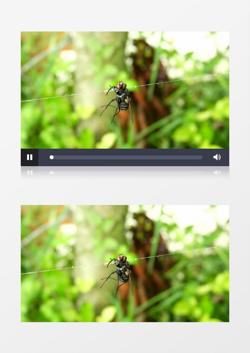一只蜜蜂被挂在了蜘蛛网上实拍视频素材