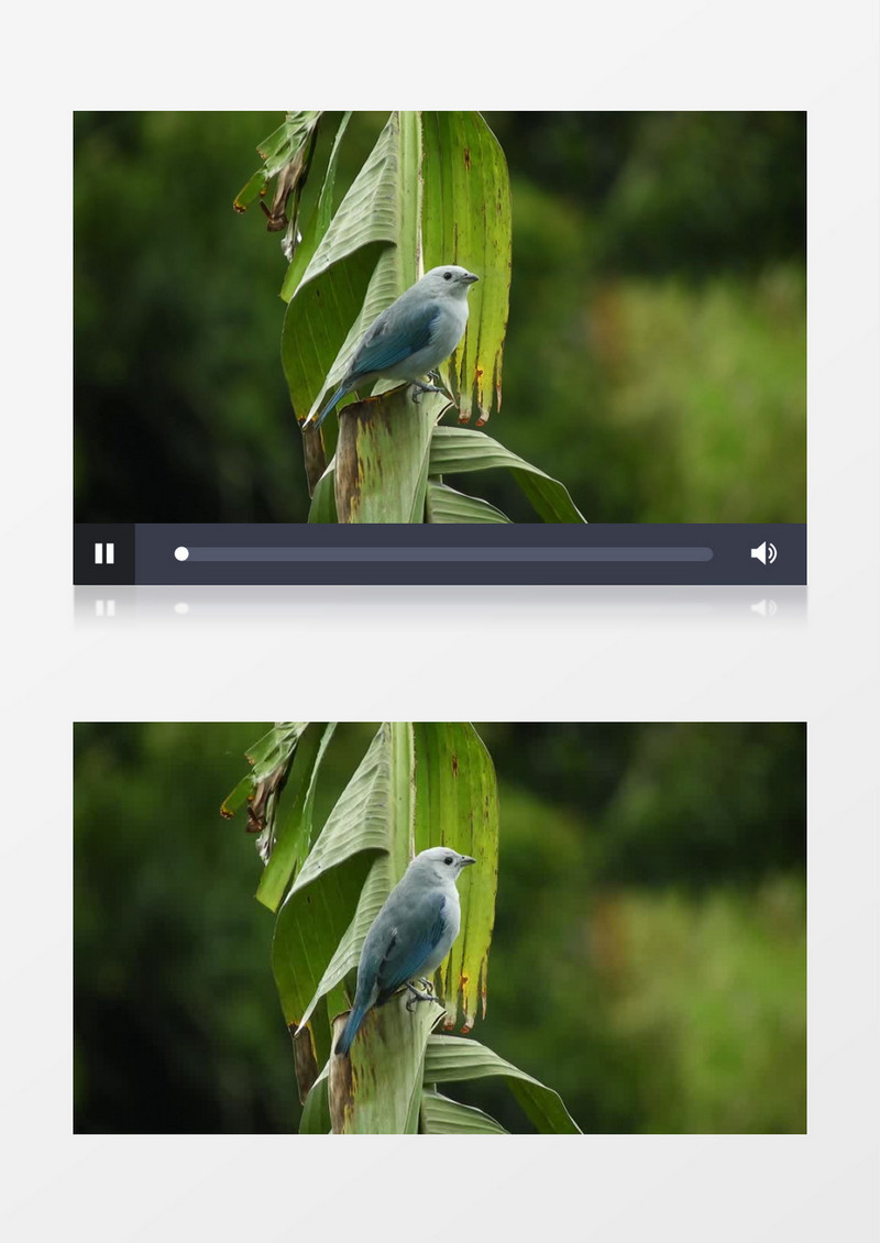 一只小鸟站在芭蕉叶上四处张望实拍视频素材