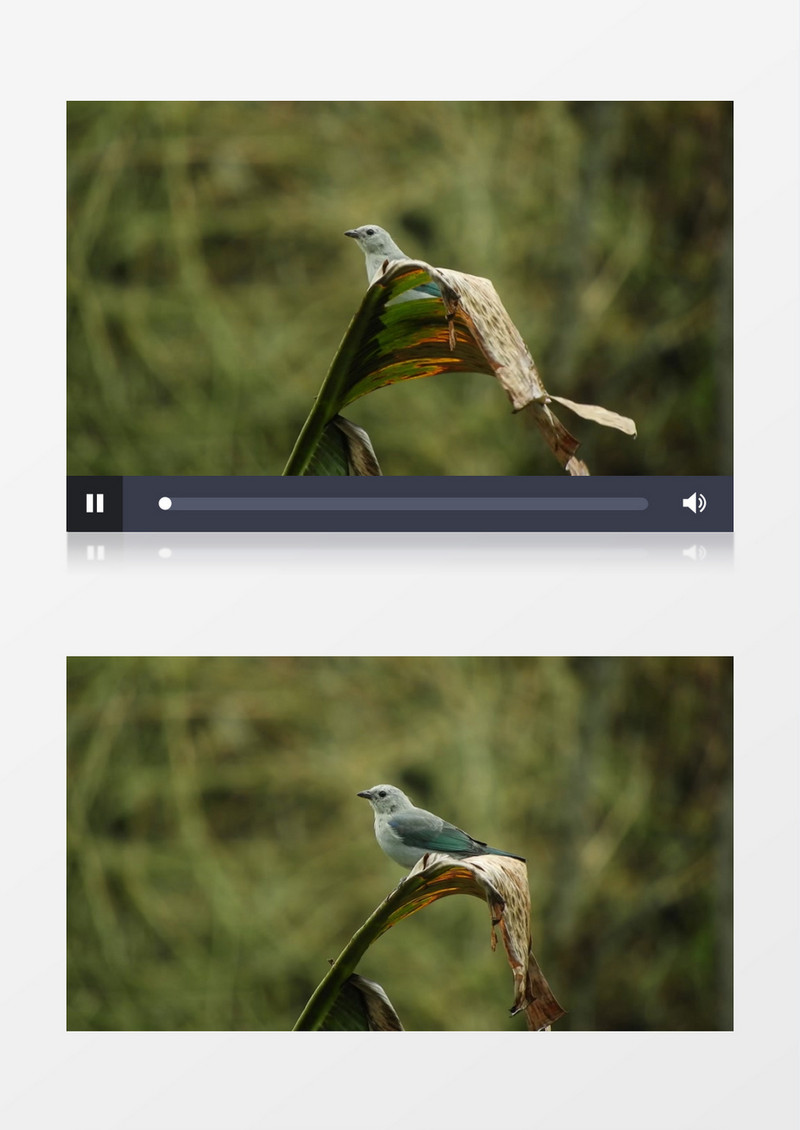 一只小鸟站在枯叶上四处张望实拍视频素材