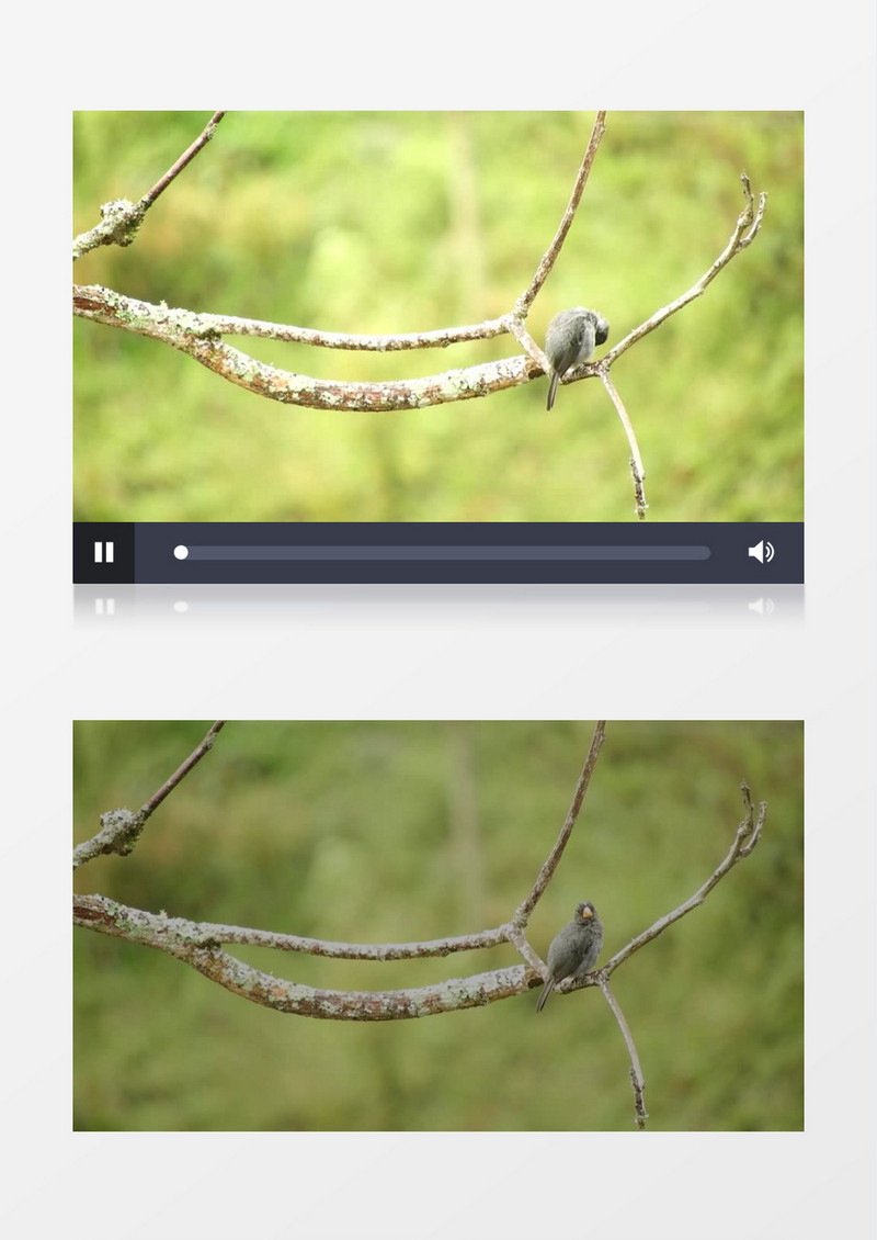 一只小鸟站在树枝上整理羽毛实拍视频素材