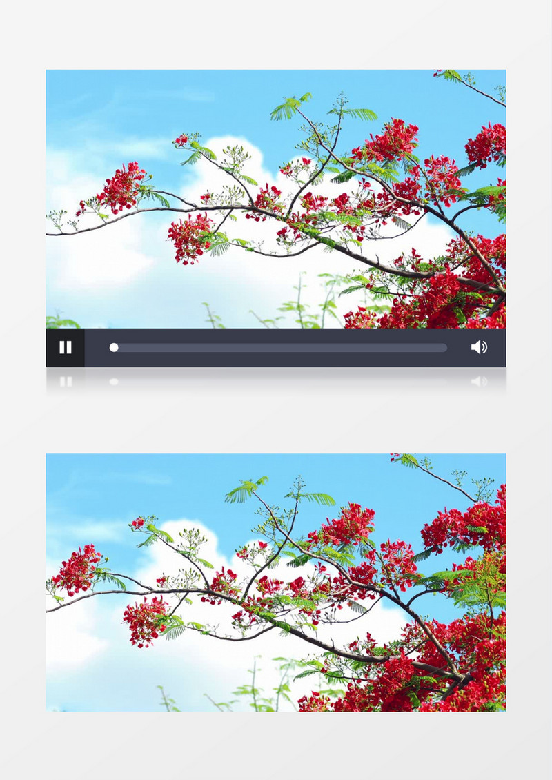 凤凰木花簇绽放在蓝天下实拍视频素材