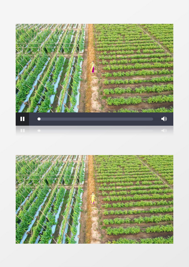 分类种植的蔬果实拍视频素材