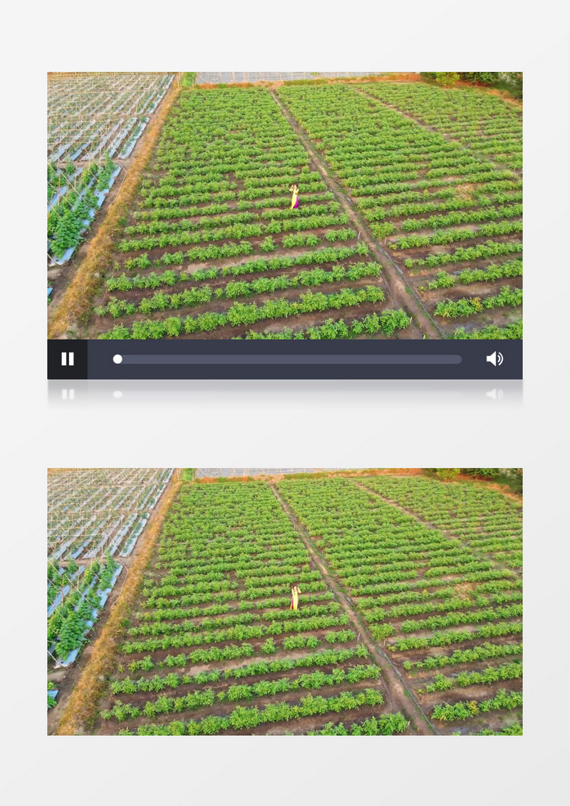 俯瞰菜园种植的土豆实拍视频素材