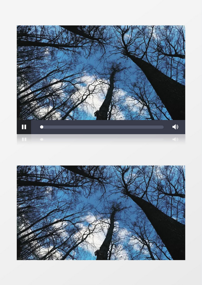 蓝天白云下的参天大树实拍视频素材
