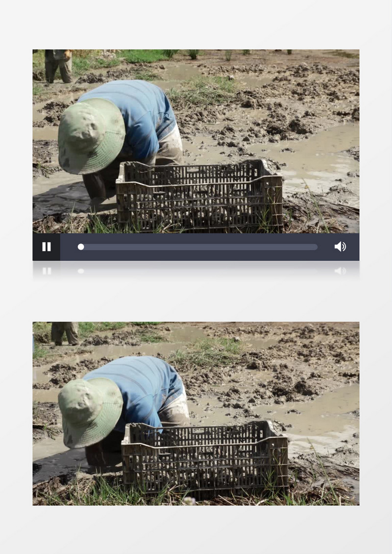 男人在泥塘中挖泥螺实拍视频素材