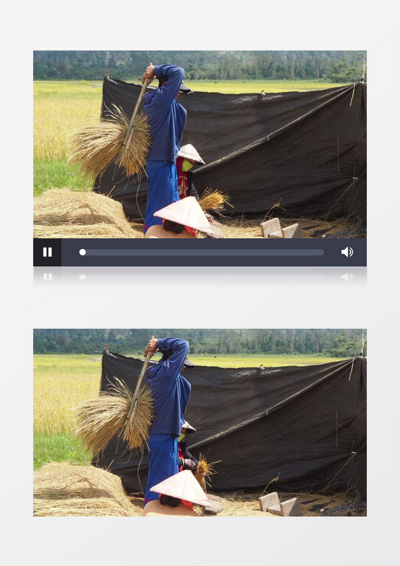 农民在摔打稻谷脱粒实拍视频素材