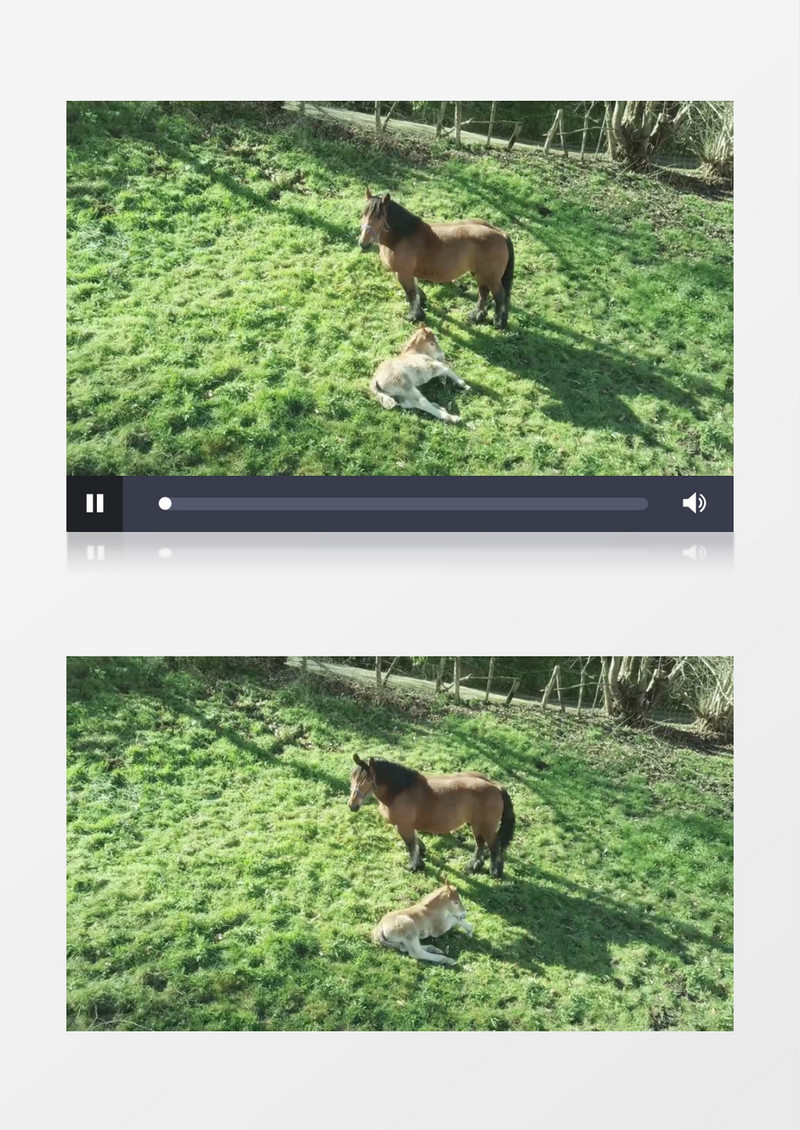 两匹马在草地上玩耍实拍视频素材