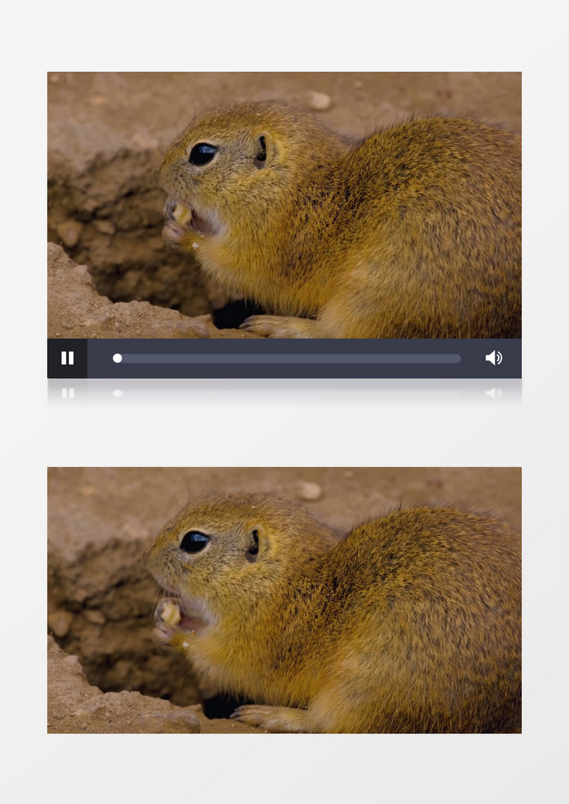 一只小松鼠在吃坚果实拍视频素材