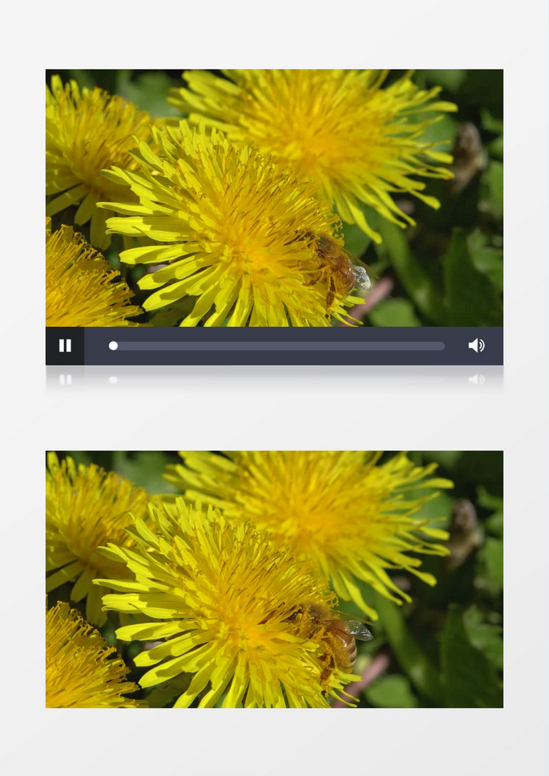 一只蜜蜂在花蕊中采蜜实拍视频素材