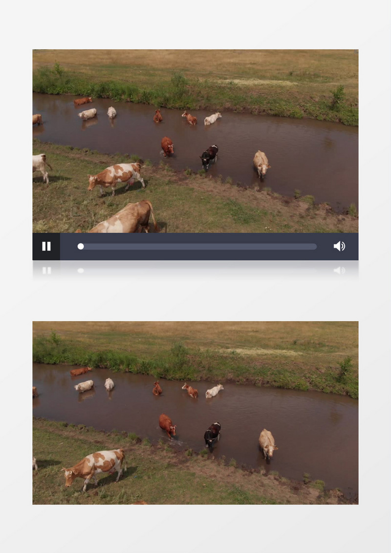 一群牛站在河水里喝水实拍视频素材