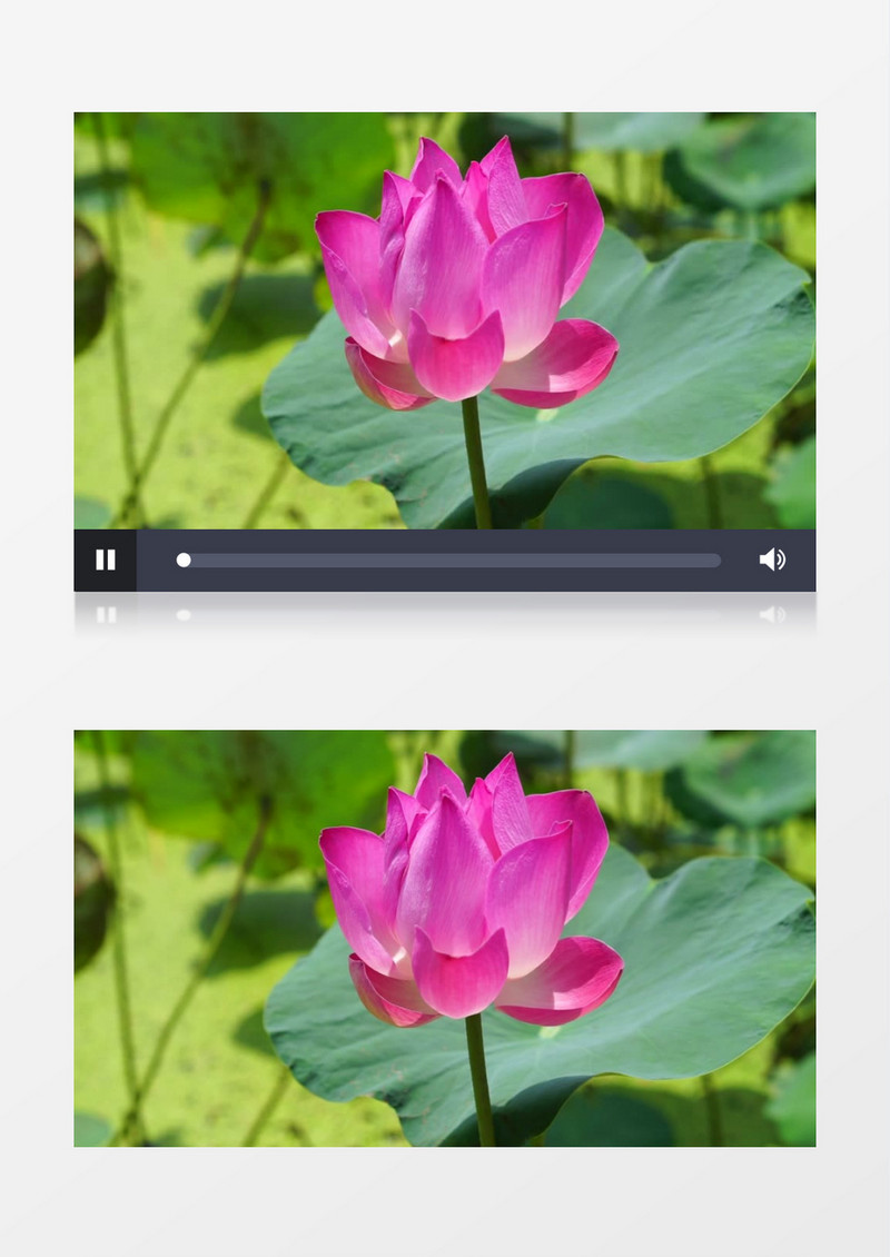 一朵粉色的莲花在随风飘动实拍视频素材