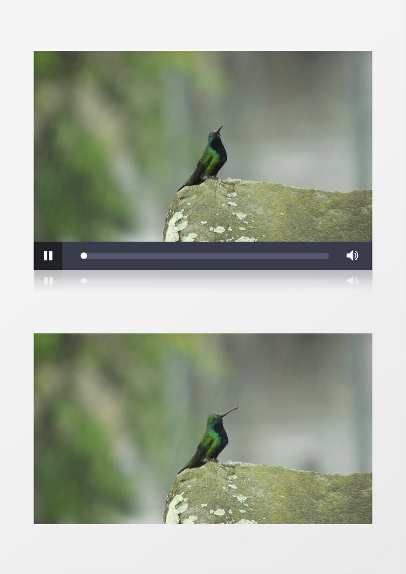 一只小鸟站在石头上淋雨实拍视频素材