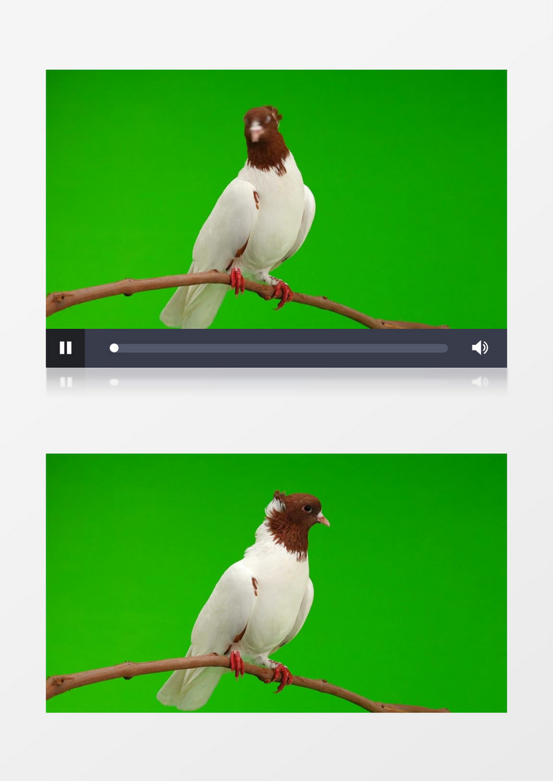 绿背下白色的鸟运动动画后期素材