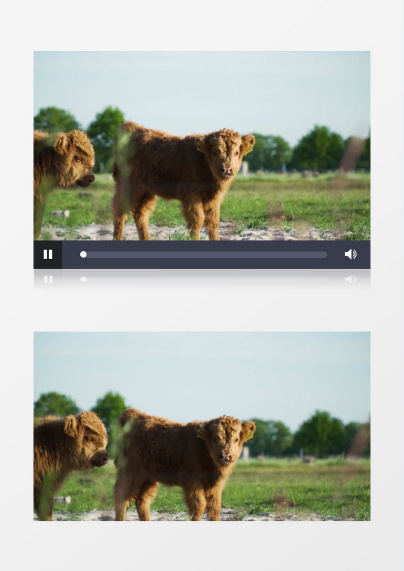 两头小牛在草地上站立实拍视频素材
