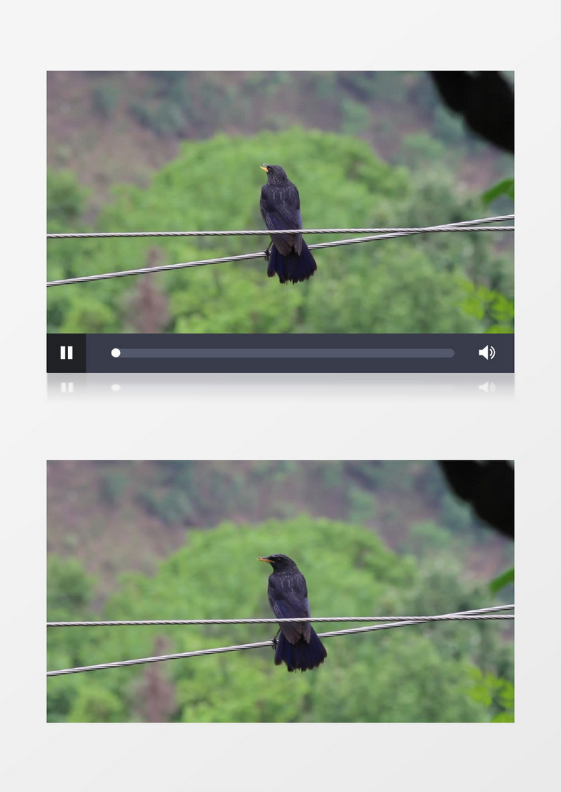 一只黑色的鸟站在电线上唱歌实拍视频素材