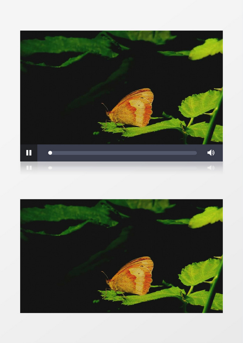 一只蝴蝶趴在树叶上实拍视频素材