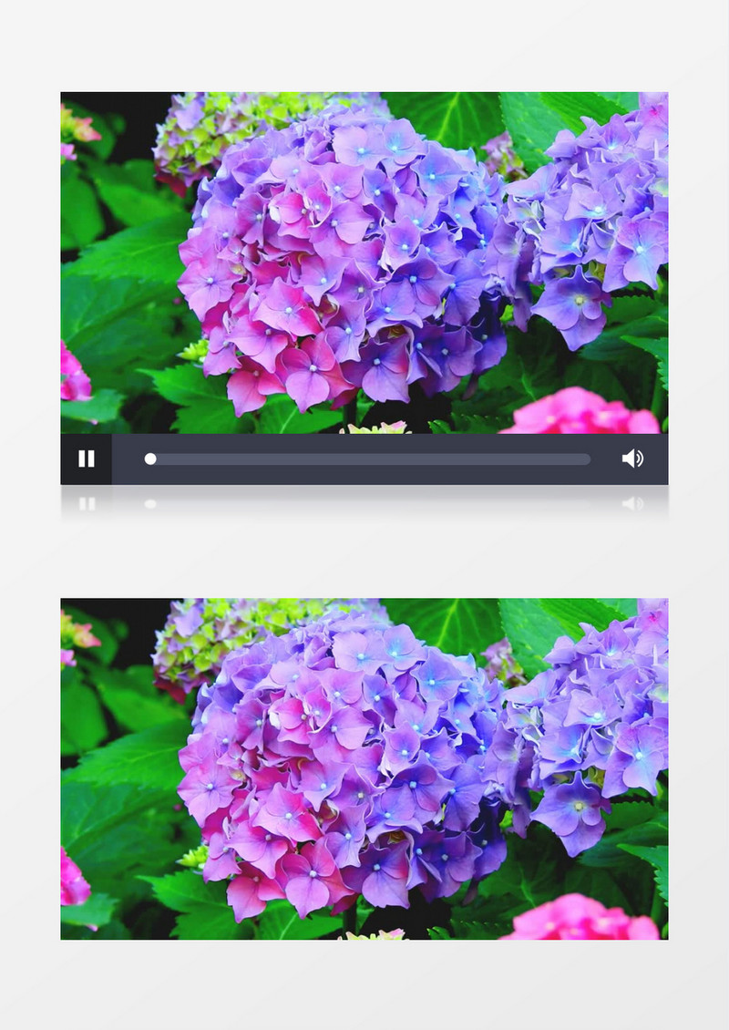 盛开的紫色绣球花实拍视频素材