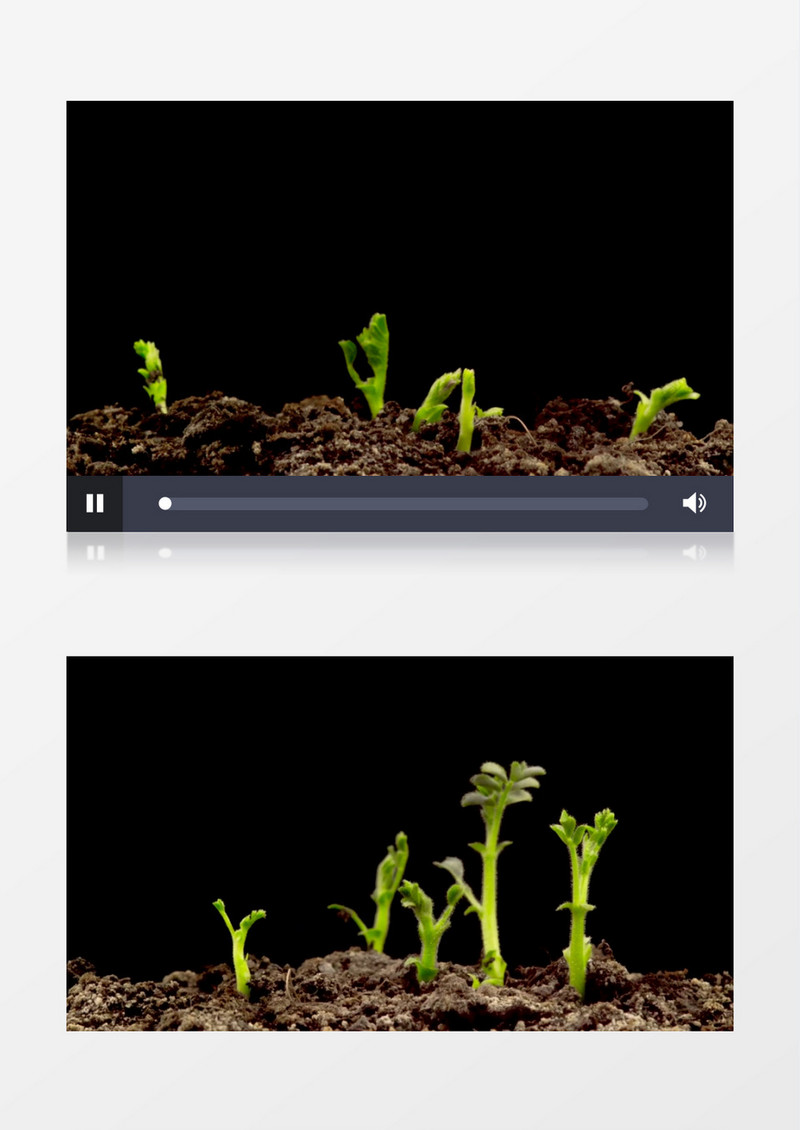 延时拍摄种子发芽生长的过程实拍视频素材
