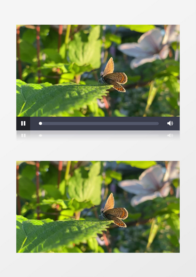蝴蝶趴在树叶上实拍视频素材