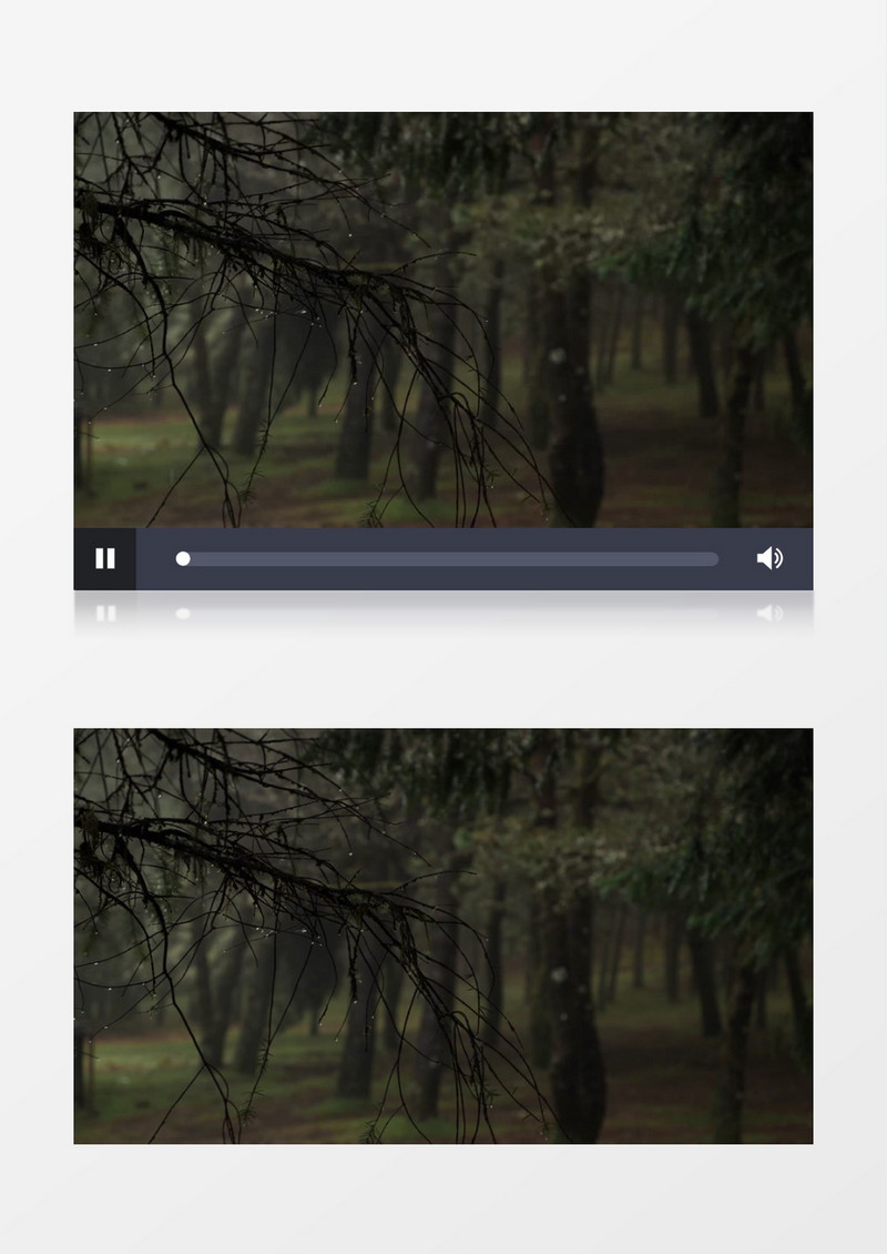 雨后丛林枯枝上挂满了水珠实拍视频素材