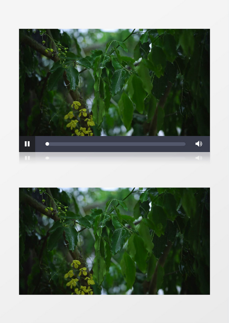 下雨天雨滴不断滴落在树叶上实拍视频素材