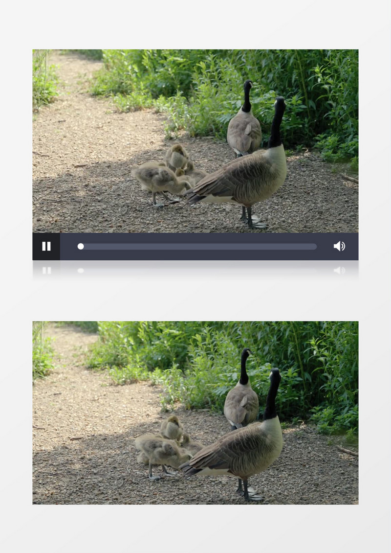 两只鸭子带着小鸭子在觅食实拍视频素材