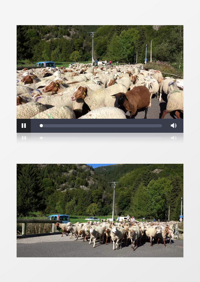 羊群有序的走在路上实拍视频素材