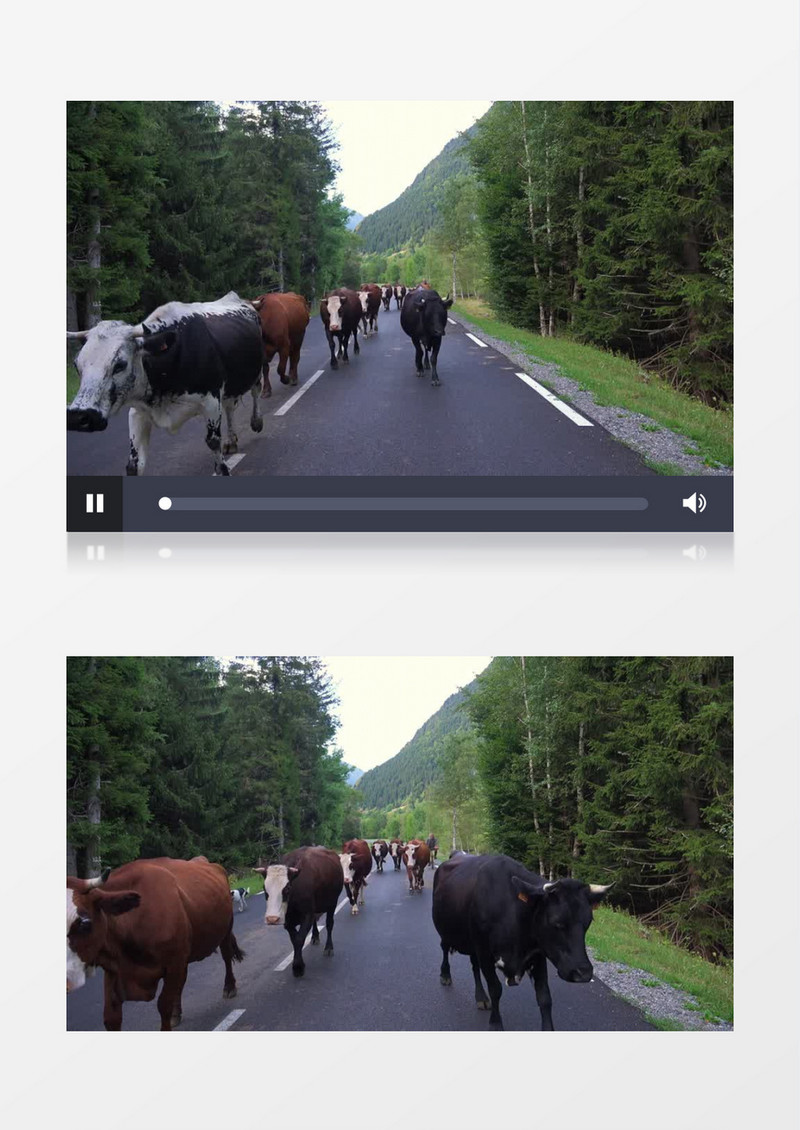 一群牛在马路上行走实拍视频素材