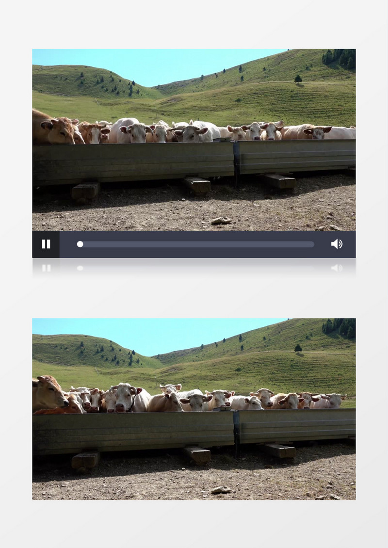 一群牛在食槽边觅食实拍视频素材