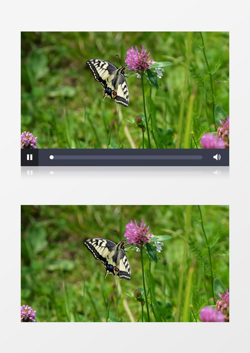 一只蝴蝶在紫色花蕊上飞舞实拍视频素材