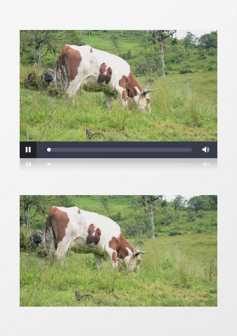 一头牛在草地上悠闲的吃草实拍视频素材