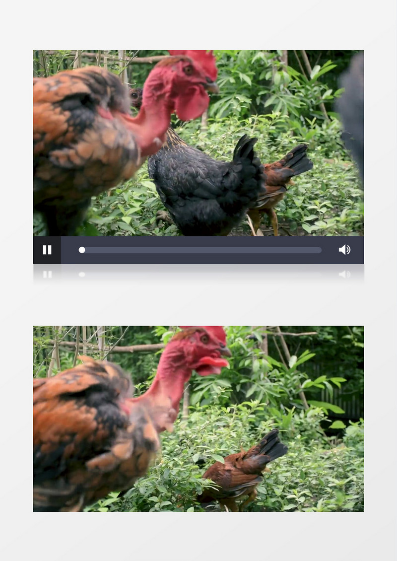 一群鸡在山林中觅食实拍视频素材