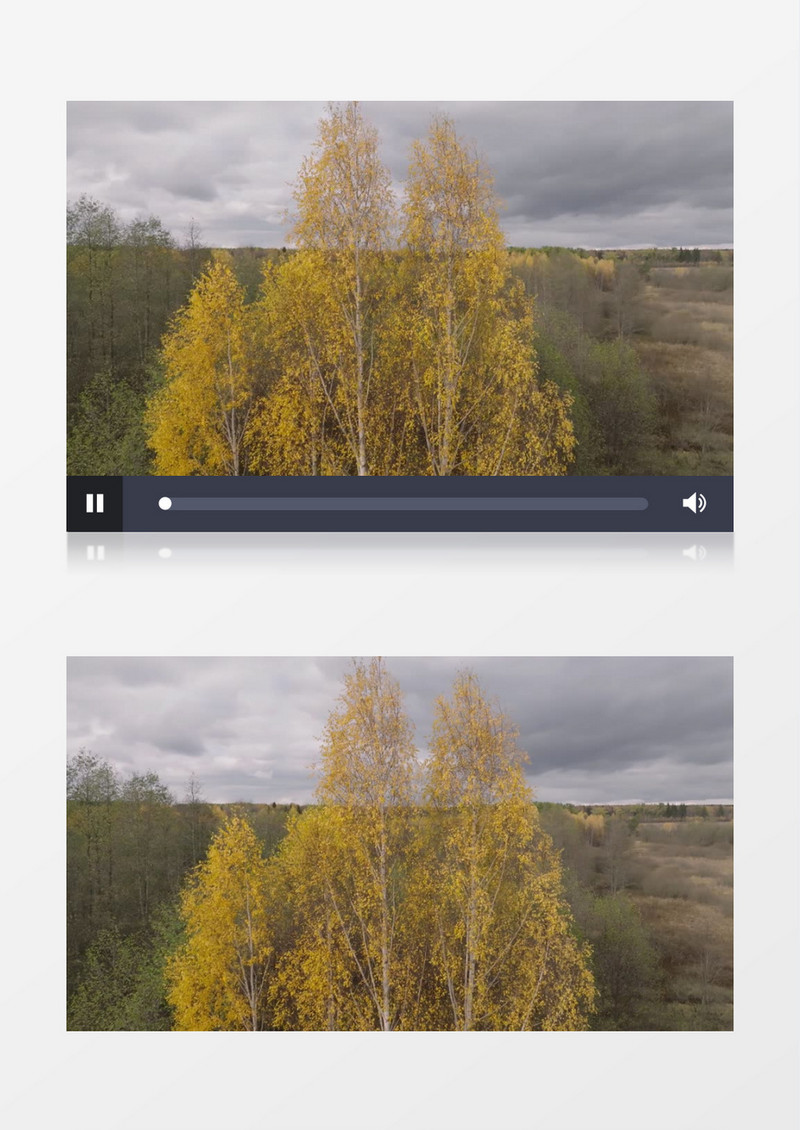 高耸的树木树叶开始变黄实拍视频素材