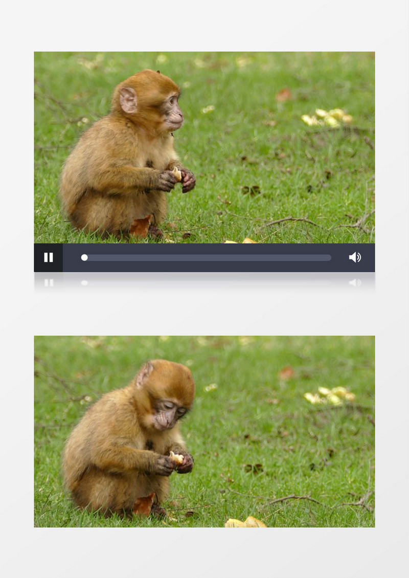 一只小猴子在草地上吃果子实拍视频素材实拍视频素材
