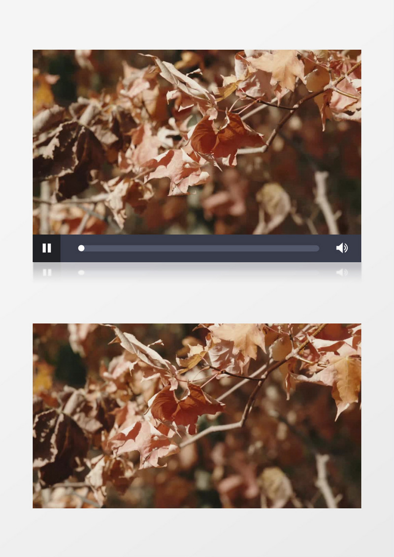 秋季枯黄的树叶在风中摇晃实拍视频素材