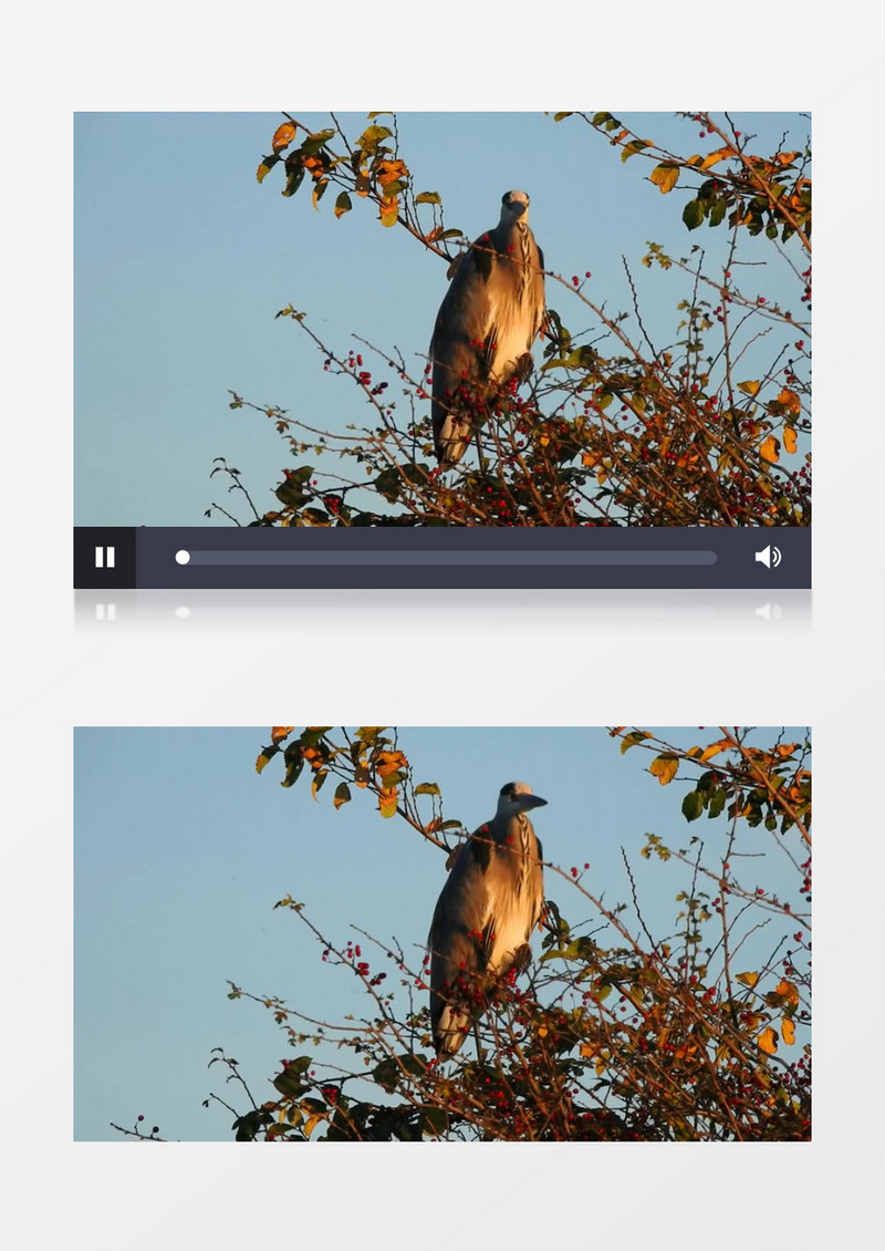 一只夜鹭站在树枝上实拍视频素材