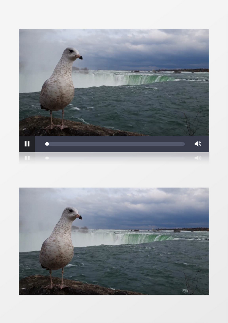 一只鸟站在瀑布边的礁石上四处张望实拍视频素材